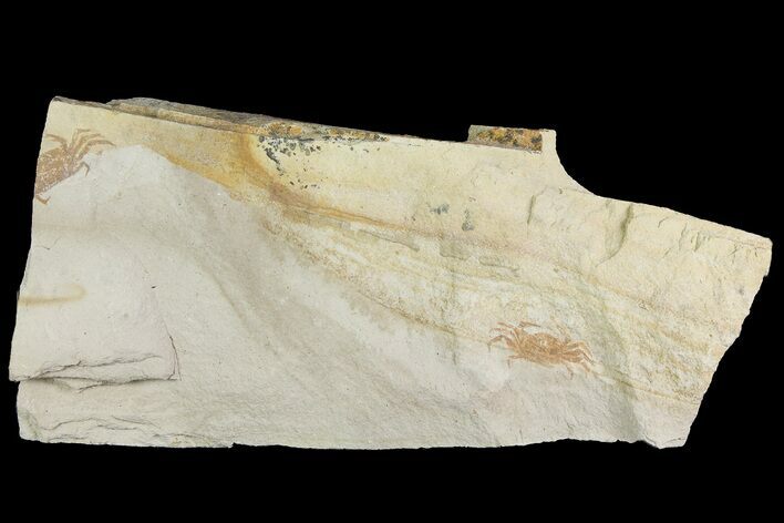 Two Miocene Pea Crab (Pinnixa) Fossils - California #177040